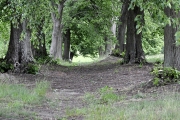 Lindenallee