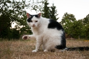 Kater Balu