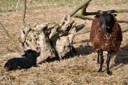 Nachwuchs