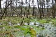 Waldsee