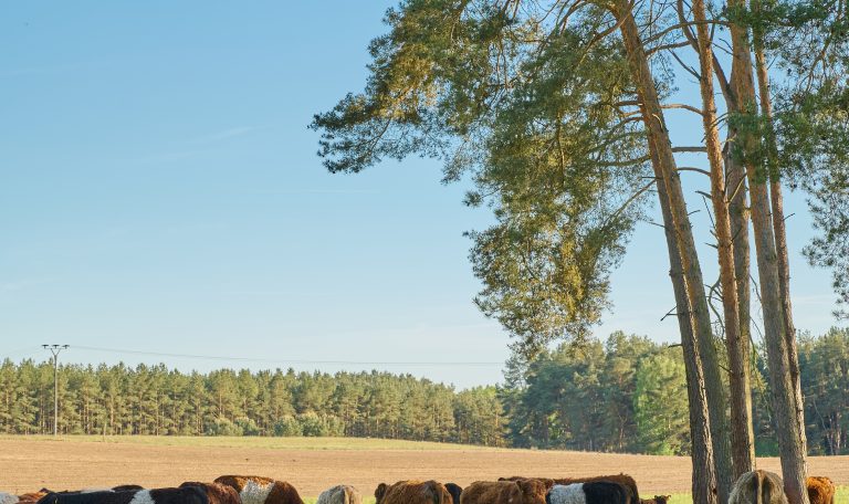 Biber-Ferienhof-Rinder-20250501-0006