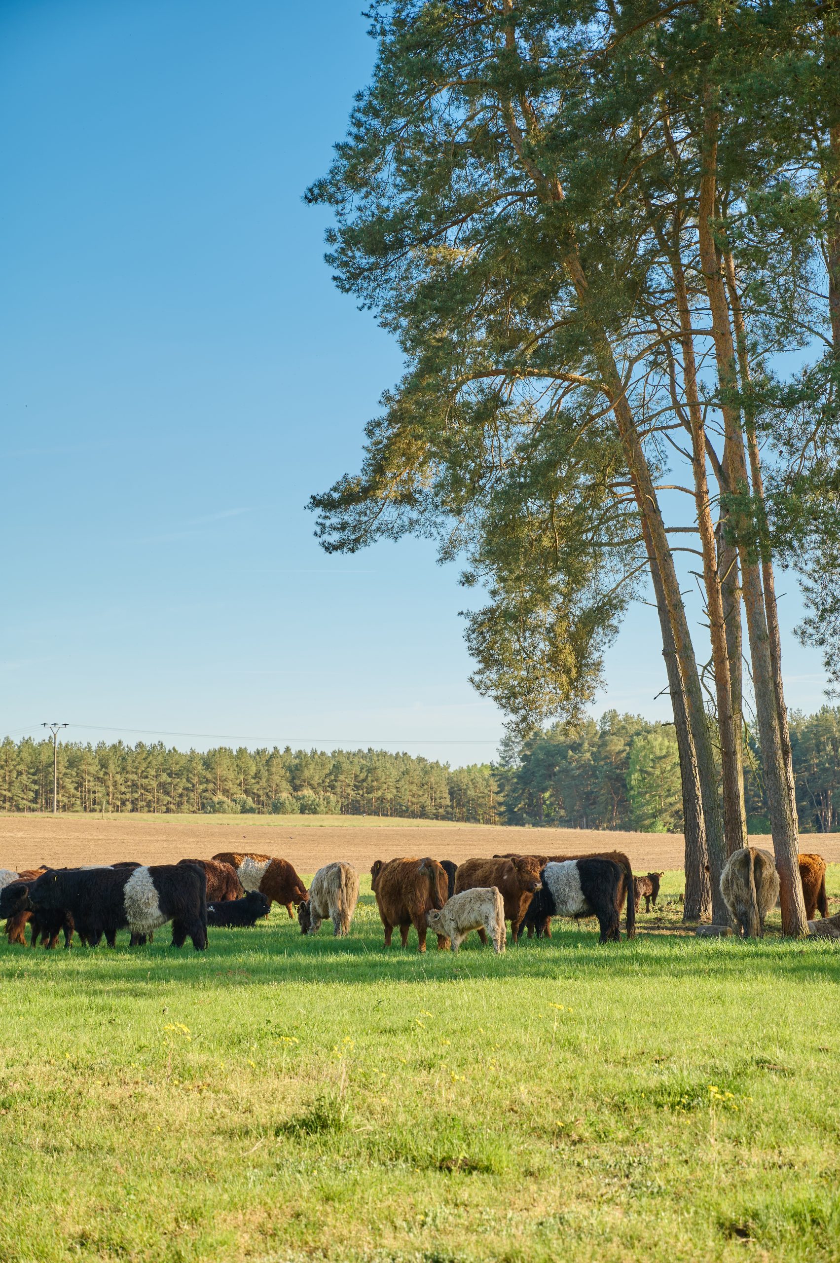 Biber-Ferienhof-Rinder-20250501-0006