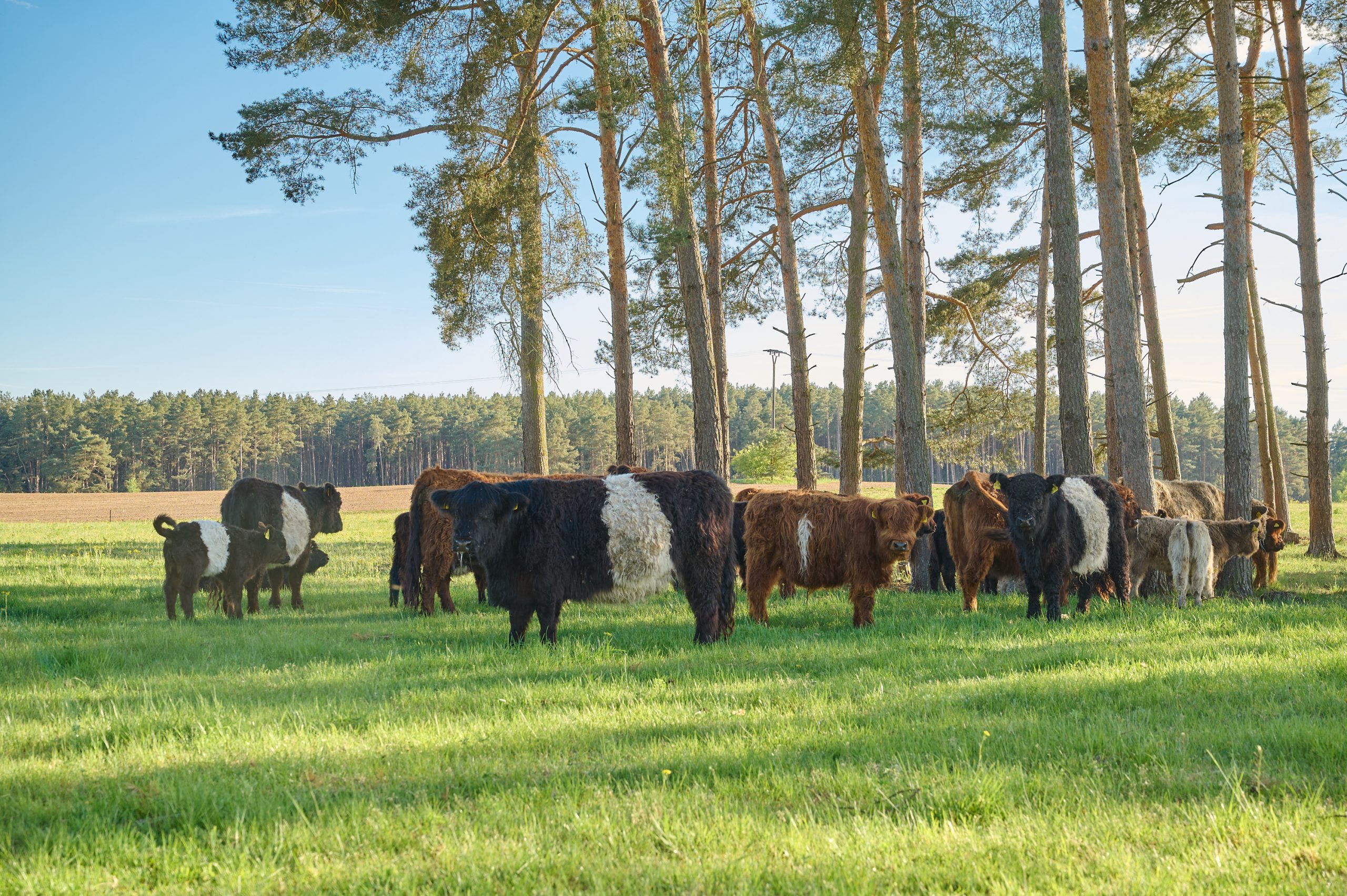 Biber-Ferienhof-Rinder-20250501-0015