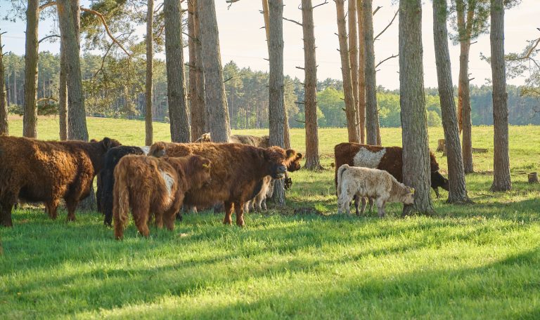 Biber-Ferienhof-Rinder-20250501-0023