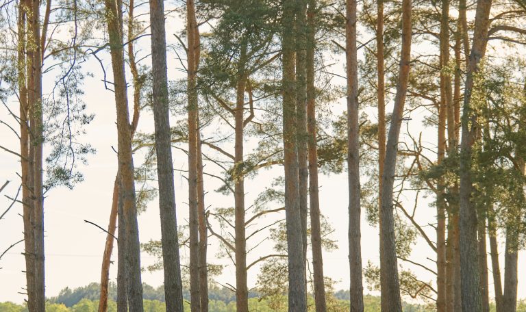 Biber-Ferienhof-Rinder-20250501-0040