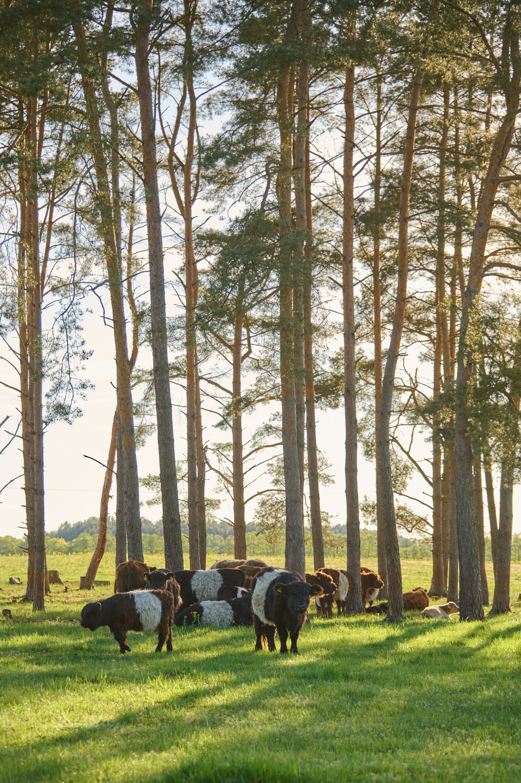 Biber-Ferienhof-Rinder-20250501-0040