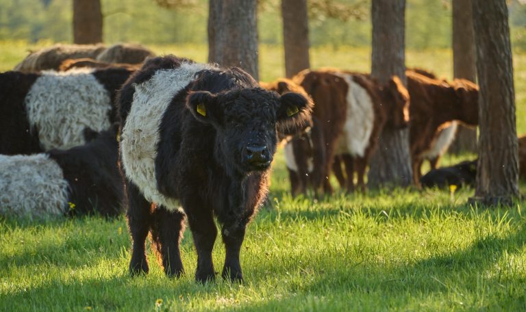 Biber-Ferienhof-Rinder-20250501-0042