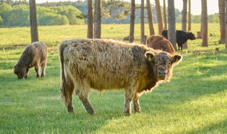 Biber-Ferienhof-Rinder-20250501-0046