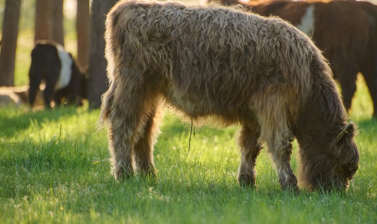 Biber-Ferienhof-Rinder-20250501-0050