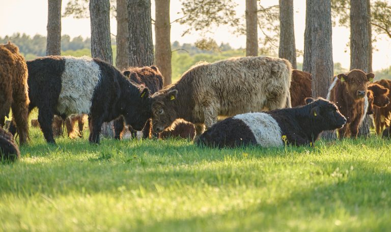 Biber-Ferienhof-Rinder-20250501-0052