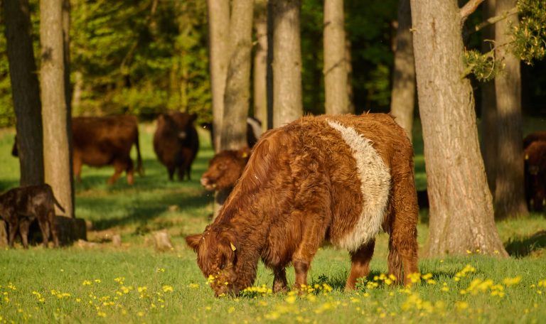 Biber-Ferienhof-Rinder-20250501-0086